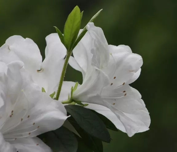 白色杜鹃花怎么样"