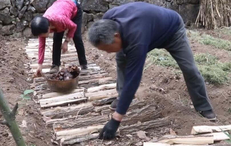 中药材种植技术