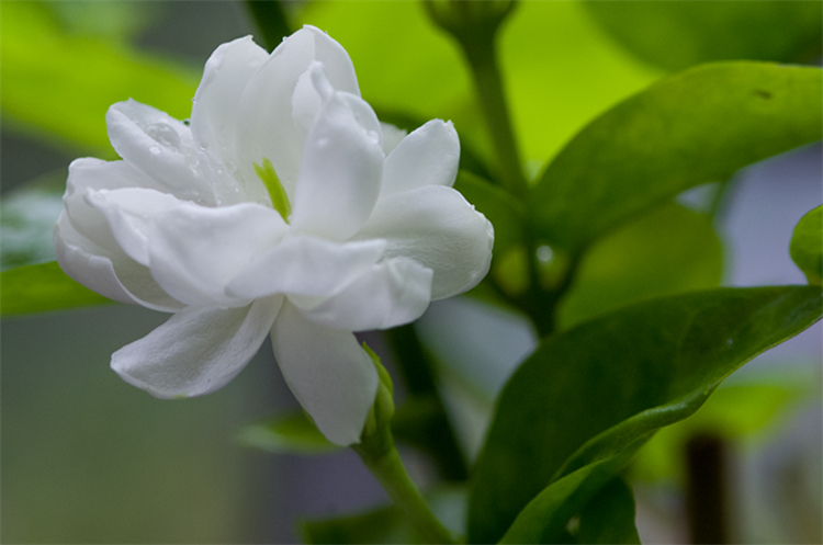 白色茉莉花应用及特点