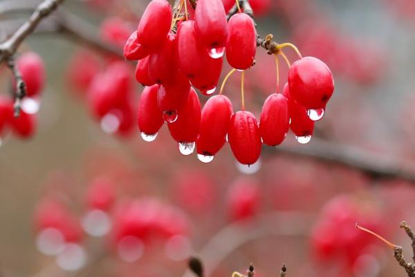 哪些药材适合在河南农村种植，包括地黄、山药、牛膝、菊花等品种