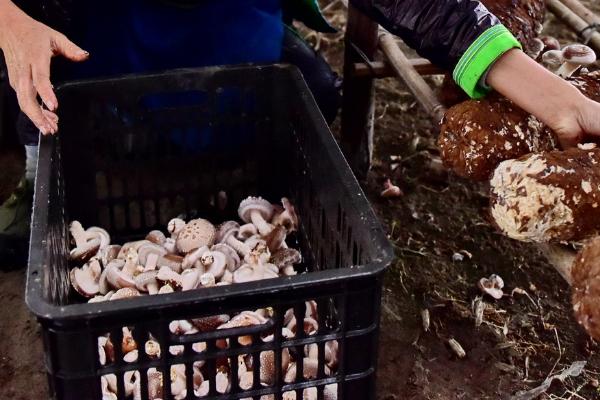 食用菌病虫害综合防治技术，应提高栽培管理技术水平