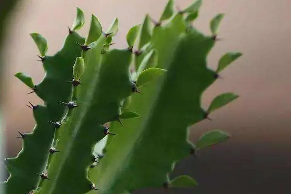 三棱箭用什么土种植好,选择适合三棱箭生长的土壤