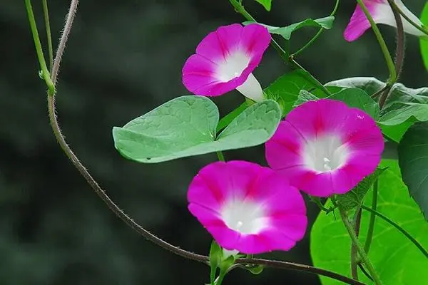 养牵牛花的时候要注意什么，如何让你的牵牛花健康茁壮成长