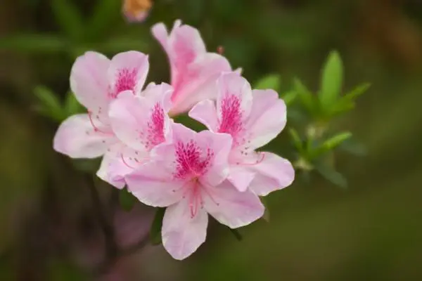 种植杜鹃花需要防治哪些病虫害