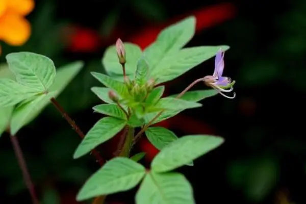 白花菜煮多久熟，应该煮多久才能保持营养和口感