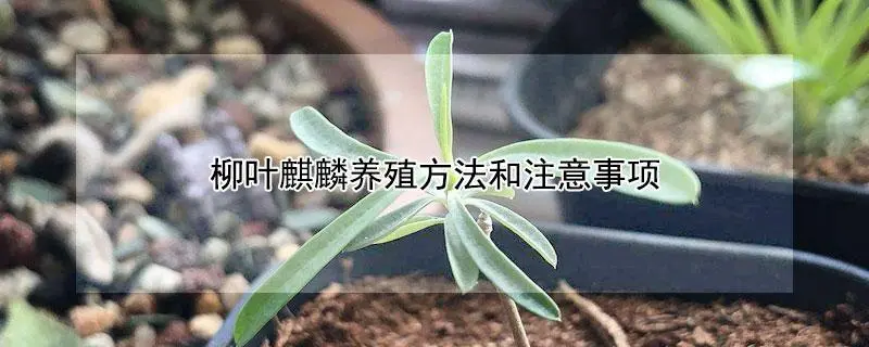 柳叶麒麟的养殖方法，需要使用富含有机质的土壤