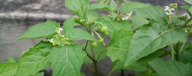 白花菜煮多久熟，应该煮多久才能保持营养和口感