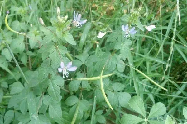 白花菜煮多久熟，应该煮多久才能保持营养和口感