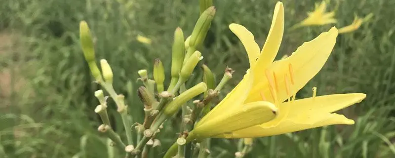 黄花菜的种植与移栽，黄花菜喜欢温暖湿润的环境