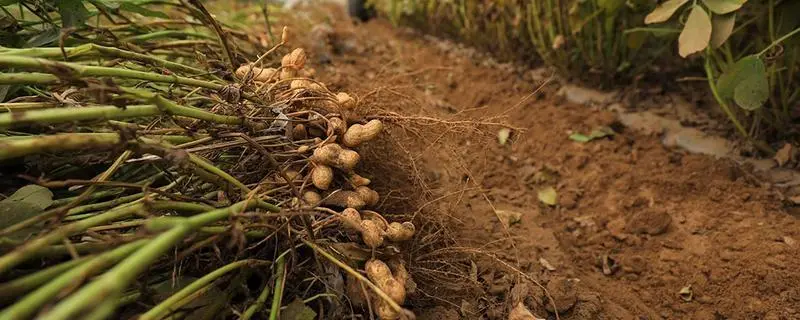 高产花生种植技术，如何提高花生产量和品质"