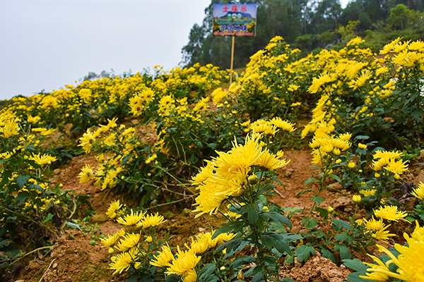 菊花什么时候开花？如何延长菊花花期？"