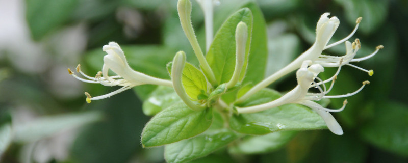 金银花和菊花的区别"