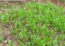 早春菠菜种植技术"