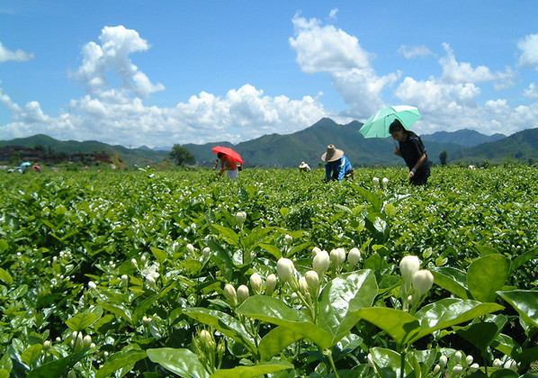 茉莉花烂根的原因及处理方法"