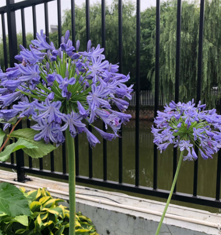 百子莲花语和寓意