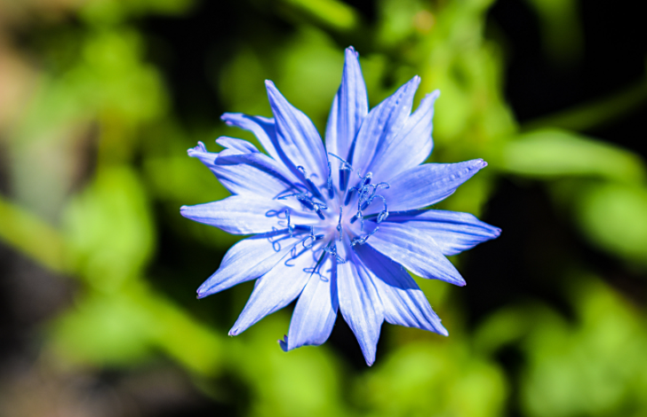 矢车菊的花语是什么？"