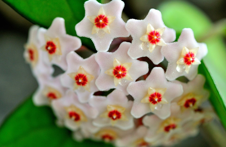 球兰的花语和特点，以及养护技巧！"