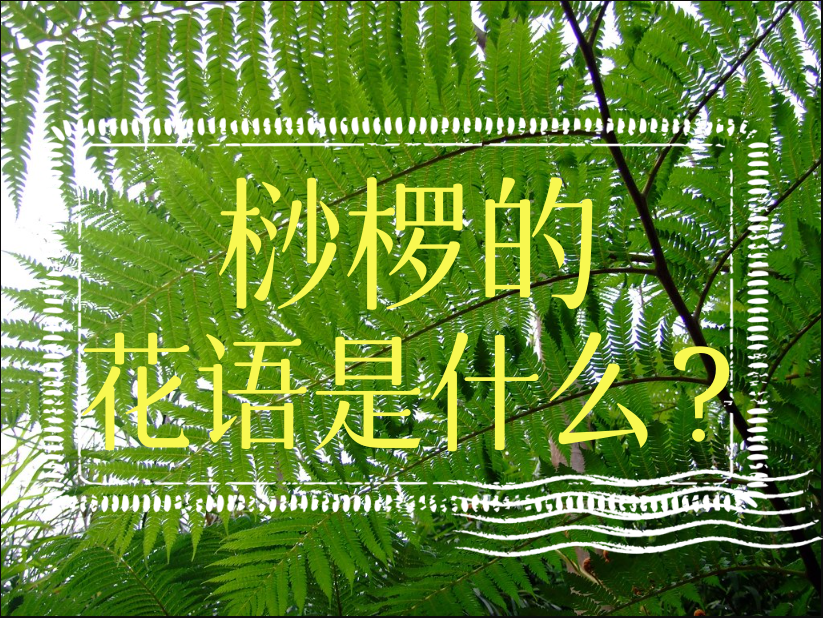 桫椤的花语是什么？它的特点是什么？