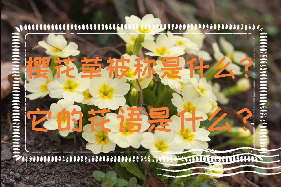 樱花草被称是什么？它的花语是什么？"