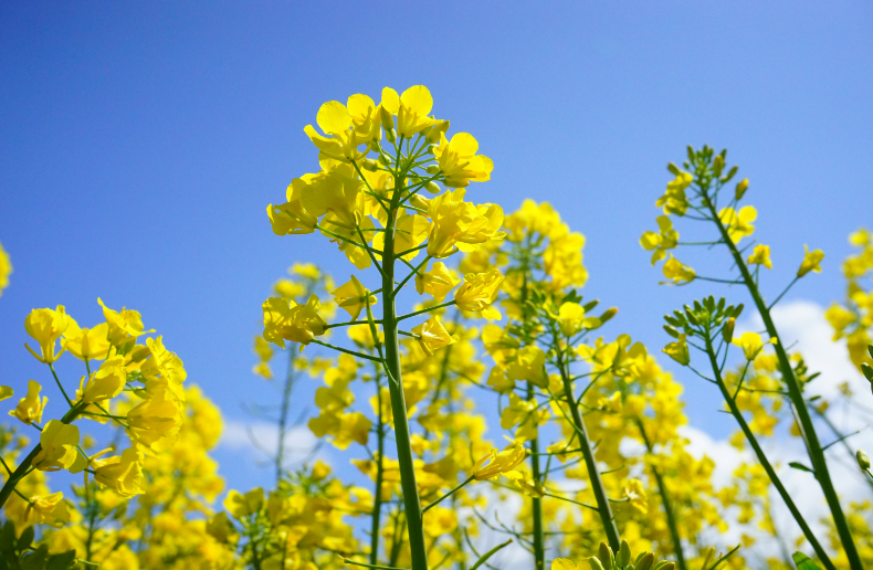 油菜花特点和花期，花语是什么？"