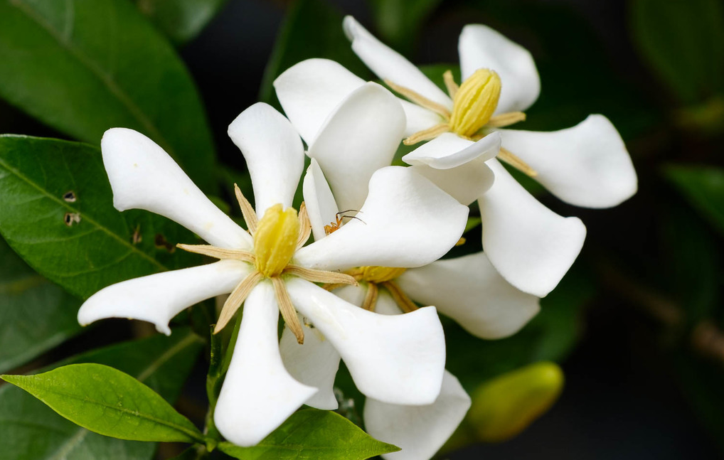 栀子花虫害特点和防治方法"