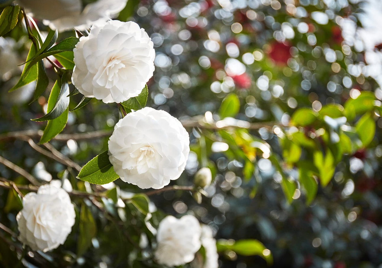 山茶花有哪些寓意？山茶花的种植介绍"