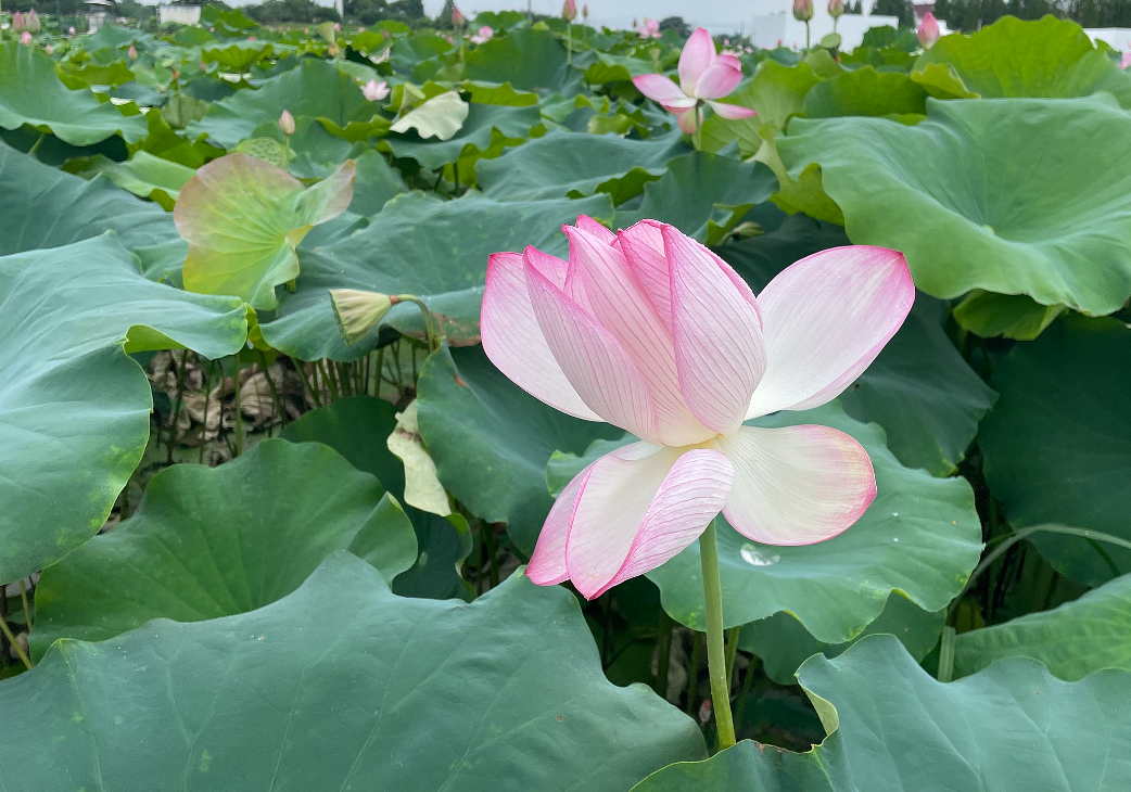 荷花生长周期和生长过程介绍"