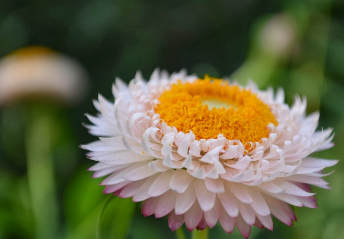 麦秆菊一年开几次花？