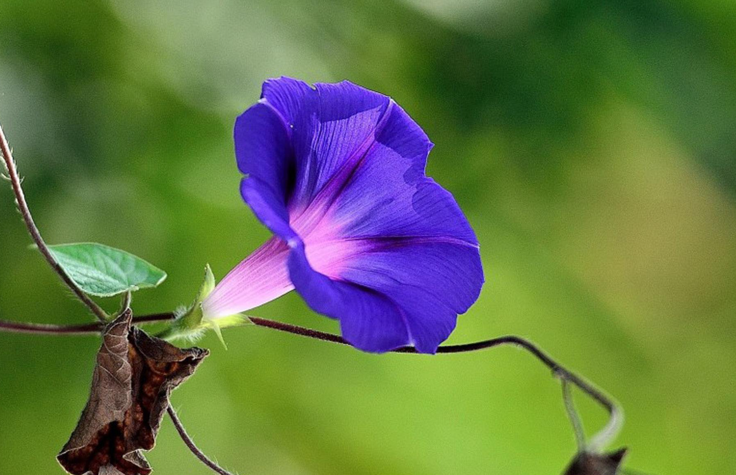 宿根花卉都有哪些类型？常见的花卉有哪些？"