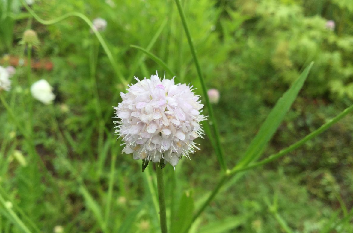 宿根花卉如何繁殖？怎样去做好种植管理？