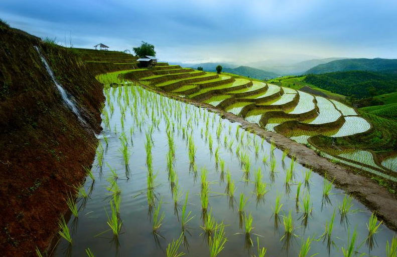 不同水稻田除草药剂选择介绍，有哪些区别？