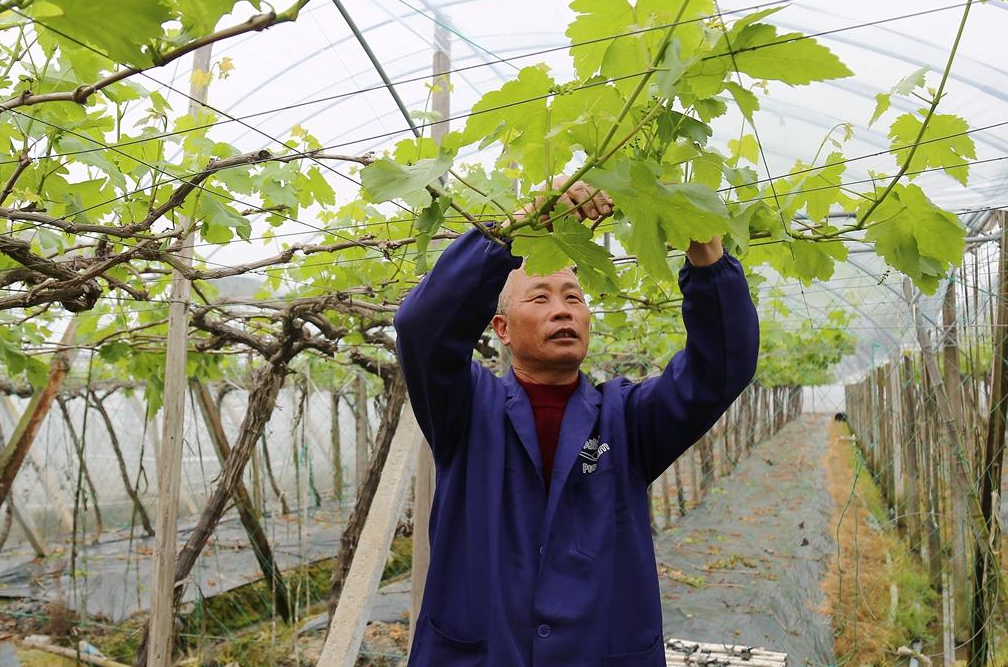 葡萄的T型架剪修方法是怎样的？"