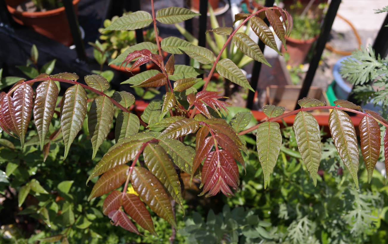 香椿种植的高产技术有哪些？需要什么条件？