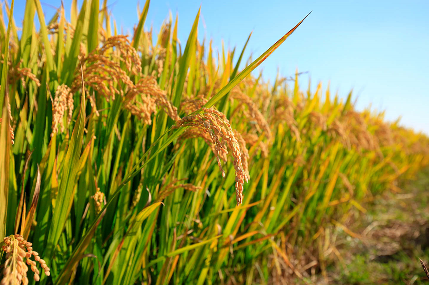 我国第一大粮食作物是什么？其种植面积和地域分布"