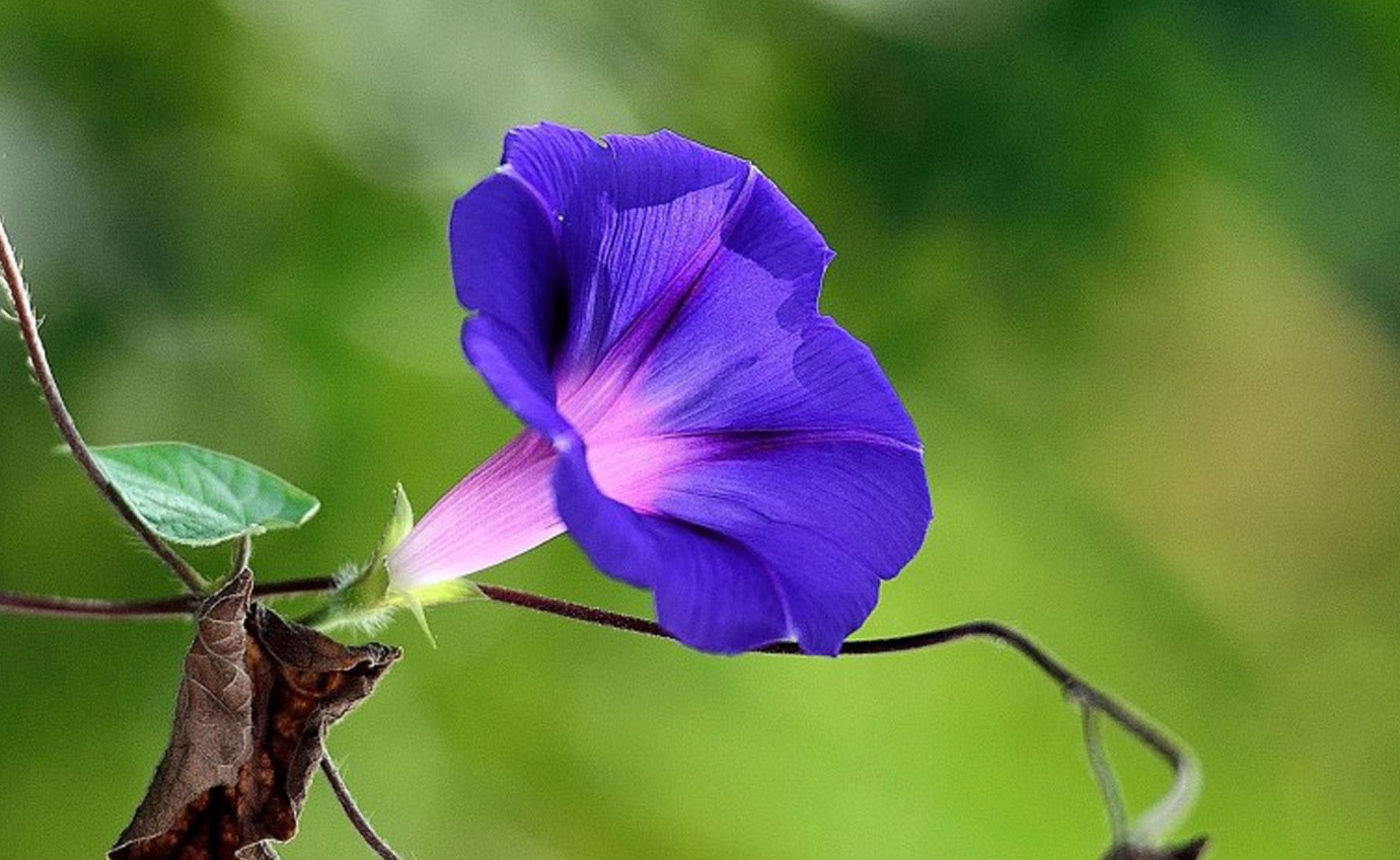 矮牵牛多开花的方法有哪些？如何提高开花率？