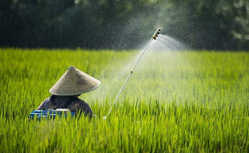 螺虫用什么农药杀灭？有哪些注意事项？