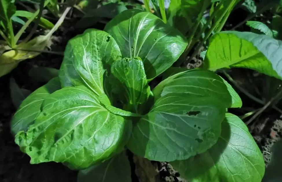 怎样防治青菜跳甲、青虫？有哪些办法？"