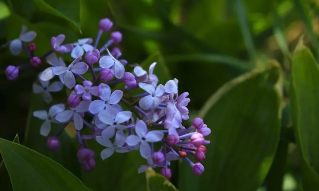 丁香花白粉病症状和防治方法介绍"