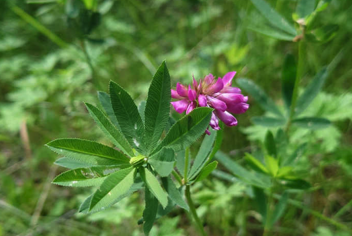 植物野火球对生态环境有什么要求？形态特征是怎样的？"