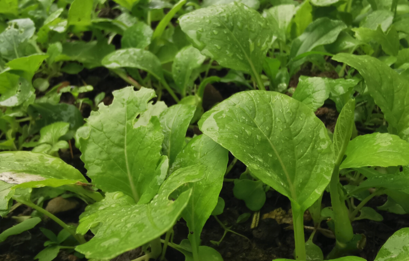 阴雨天蔬菜管理要点有哪些？需要注意什么？"