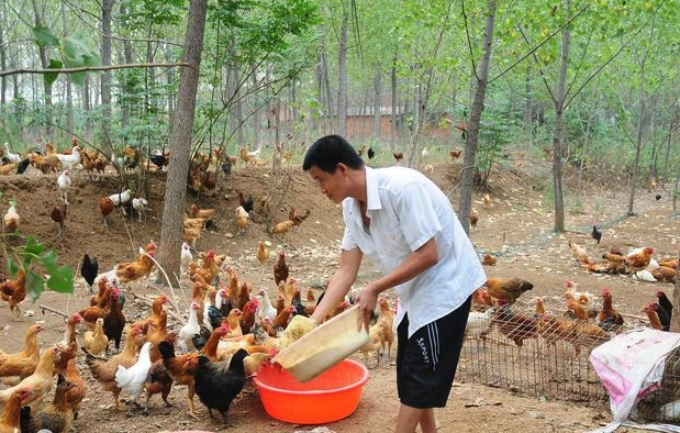 动物性脂肪可以加入鸡饲料吗，有哪些特点?