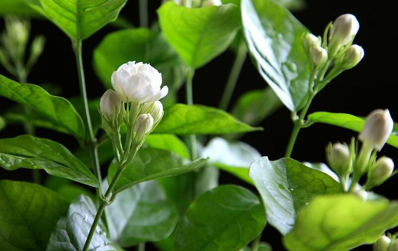 茉莉花的种植技术