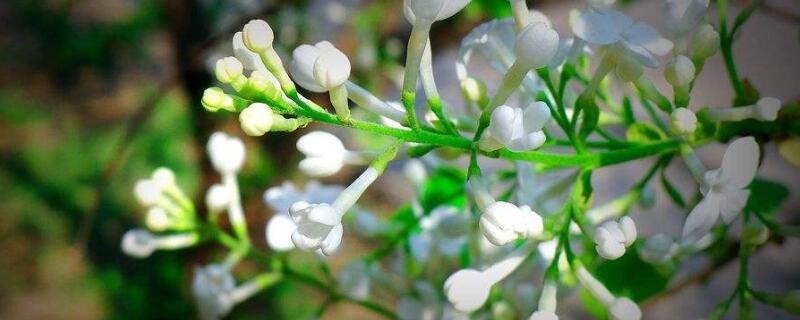 白丁香花的寓意"