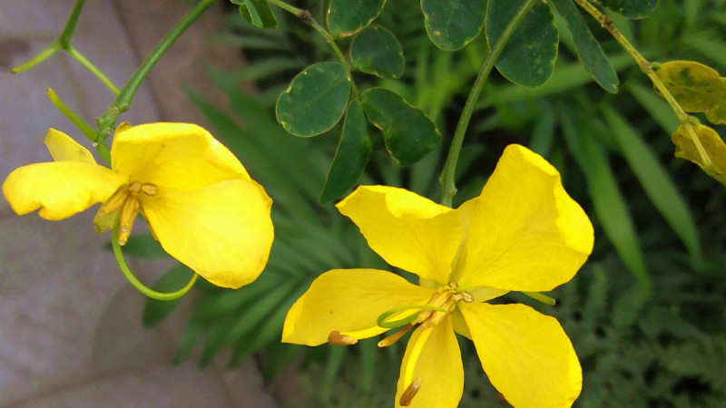 黄槐决明花语寓意