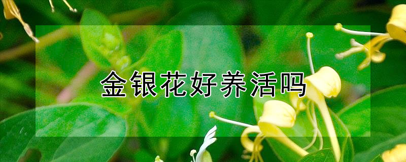 金银花好养活吗