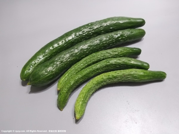 水果黄瓜越夏种植技术"