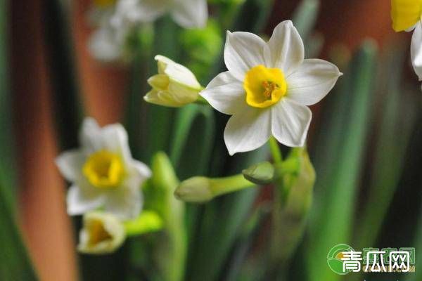 水仙花的养殖方法及养护要点"