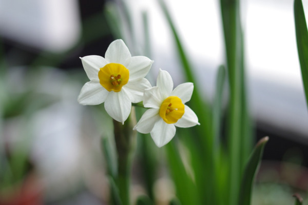 水仙花的花语和象征，自恋/思念/美好爱情"