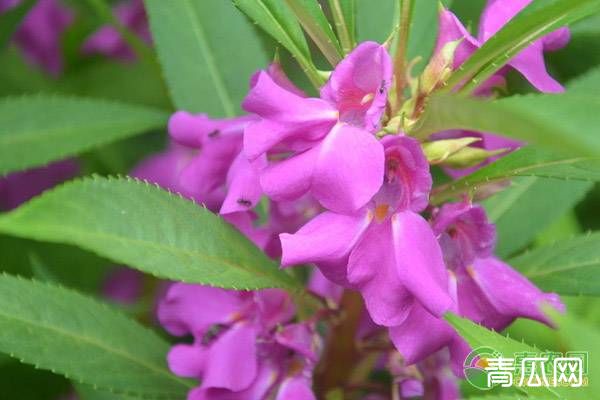 凤仙花的养殖方法及养护要点"