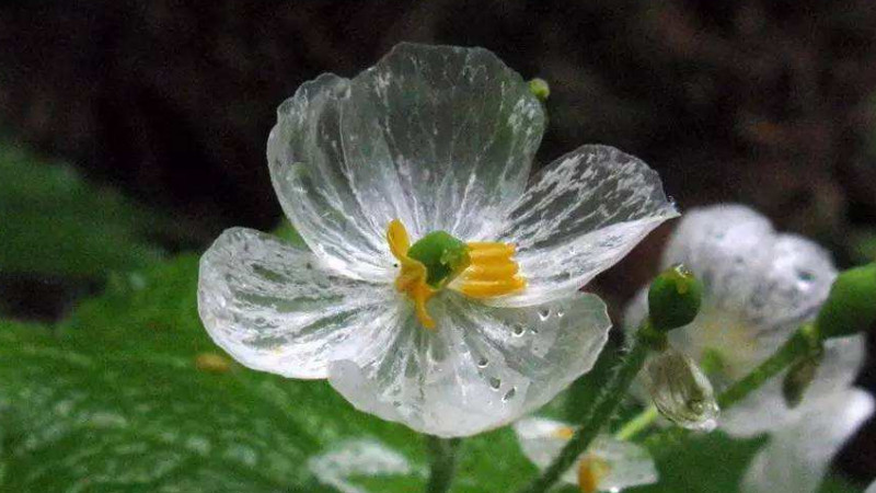 骷髅花花语"